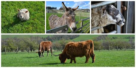 First trip to Hall Hill Farm, Lanchester, Co Durham
