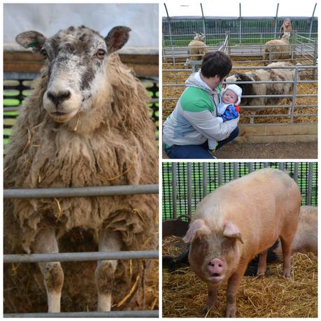 First trip to Hall Hill Farm, Lanchester, Co Durham