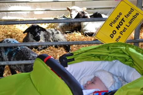 First trip to Hall Hill Farm, Lanchester, Co Durham