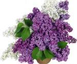 Lilacs for Mothers Day