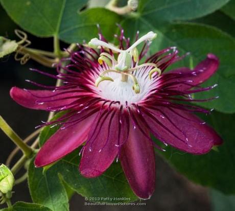 Lady Margaret Passion Flower © 2013 Patty Hankins