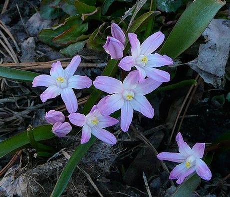 Garden Bloggers' Bloom Day ~ April, 2014 Garden Bloggers' Bloom Day ~ April, 2014