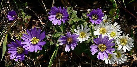 Garden Bloggers' Bloom Day ~ April, 2014 Garden Bloggers' Bloom Day ~ April, 2014