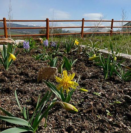 Garden Bloggers' Bloom Day ~ April, 2014 Garden Bloggers' Bloom Day ~ April, 2014