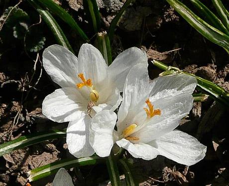 Garden Bloggers' Bloom Day ~ April, 2014 Garden Bloggers' Bloom Day ~ April, 2014