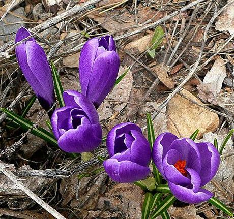 Garden Bloggers' Bloom Day ~ April, 2014 Garden Bloggers' Bloom Day ~ April, 2014