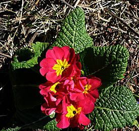 Garden Bloggers' Bloom Day ~ April, 2014 Garden Bloggers' Bloom Day ~ April, 2014