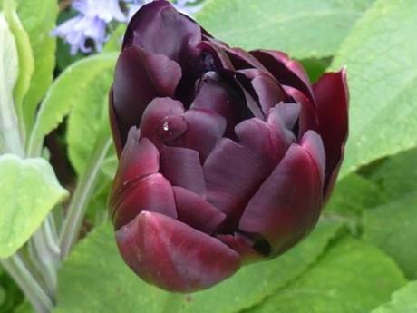The dark bloom of tulip Black Hero