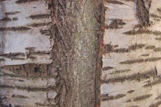 Prunus subhirtella 'Pendula Rubra' Bark (16/03/2014, Kew Gardens, London)
