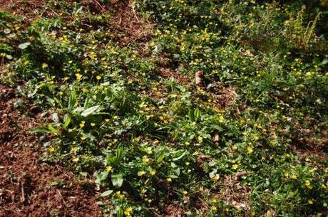 Torquay Coastal Woodland Walk, Devon - Ranunculus ficaria Ground cover with Primula vulgaris