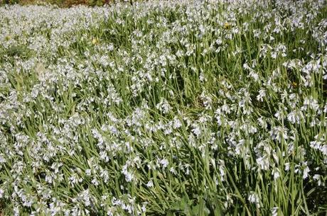 Torquay Coastal Woodland Walk, Devon - Hyacinthoides non-scripta 'Alba' Ground cover