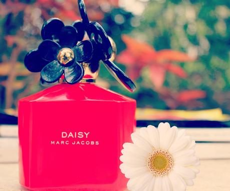 Daisy Pop Art Edition