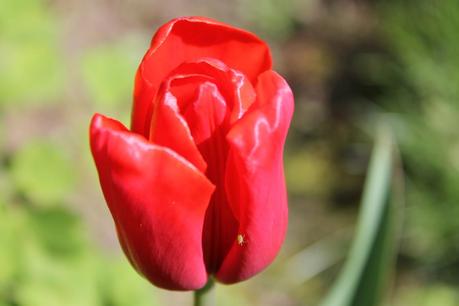 summer red tulip