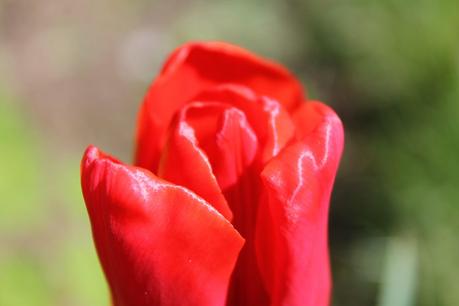 red tulip flower garden summer