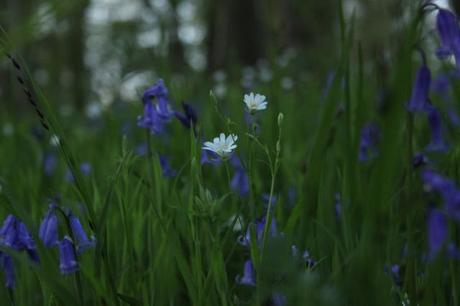 Bluebells and Greater Stitchwort