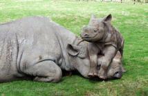 S Africa Rhino Horn Trade