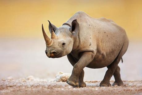 A New Report Highlights Depth of African Poaching Crisis