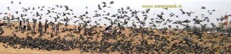 pigeons seized by Chennai Customs ~ death of P mail... and homing pigeons