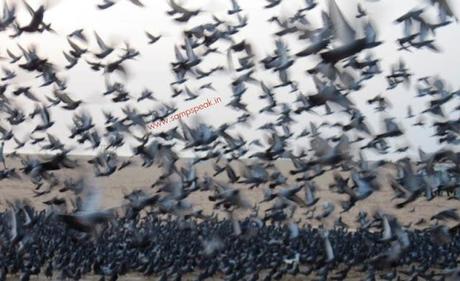 pigeons seized by Chennai Customs ~ death of P mail... and homing pigeons