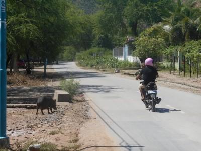 Backpacking in East Timor: Visiting the Jesus Statue at Cape Fatucama The road back from the Jesus Statue - a motorbike and a warthog!