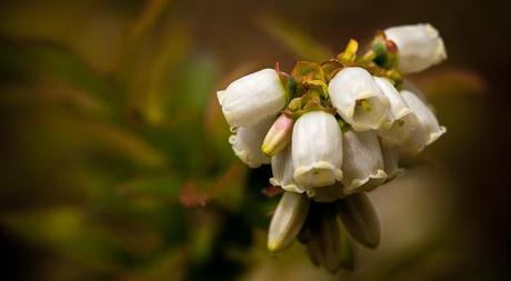 Vegetable Garden 2014 #WeekendCooking #SaturdaySnapshots Blueberry blossoms