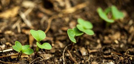 Vegetable Garden 2014 #WeekendCooking #SaturdaySnapshots Radish sprouts
