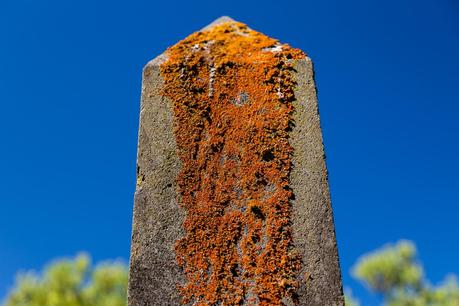lichen on headstone cape otway cemetery