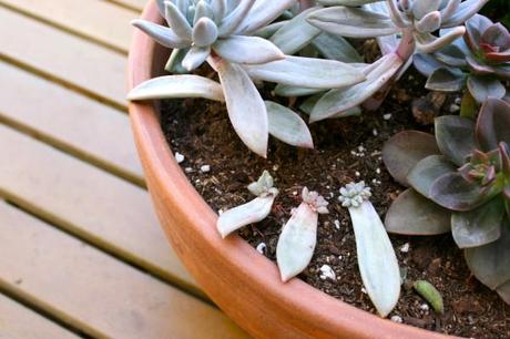 succulent care 101 Succulent-Care-101-cuttings-leaves-roots-growing-tips-baby-plant-pot-gardening