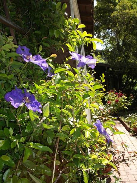 Divine Mercy Sunday clematis
