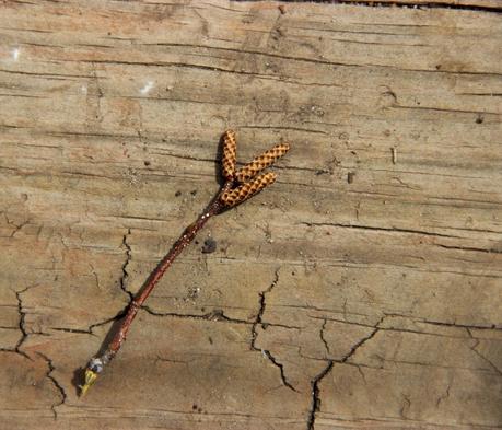 Are you an alder or a birch? Are you an alder or a birch?