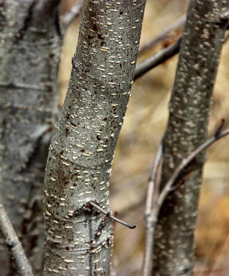 Are you an alder or a birch? Are you an alder or a birch?