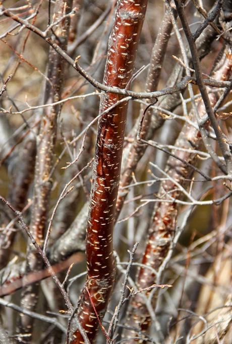 Are you an alder or a birch? Are you an alder or a birch?
