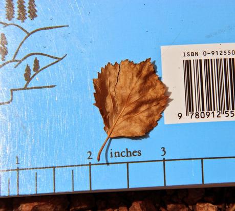Are you an alder or a birch? Are you an alder or a birch?
