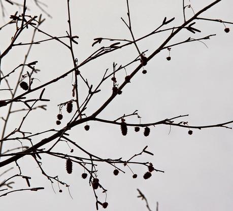 Are you an alder or a birch? Are you an alder or a birch?