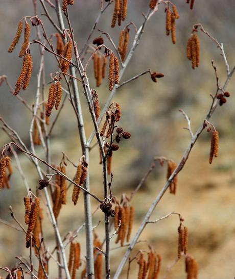 Are you an alder or a birch? Are you an alder or a birch?