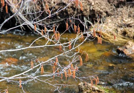 Are you an alder or a birch? Are you an alder or a birch?