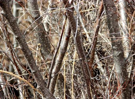 Are you an alder or a birch? Are you an alder or a birch?