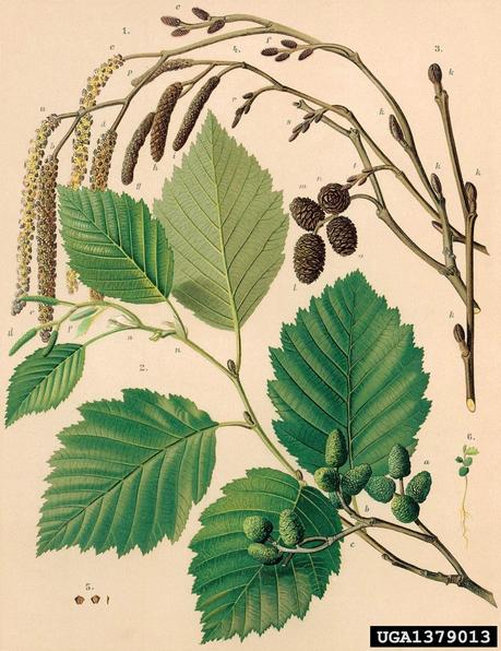 Are you an alder or a birch? Are you an alder or a birch?