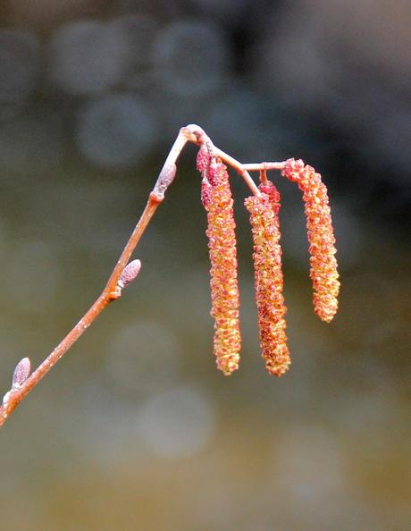 Are you an alder or a birch? Are you an alder or a birch?