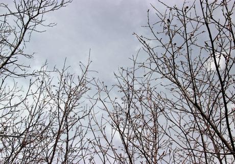 Are you an alder or a birch? Are you an alder or a birch?