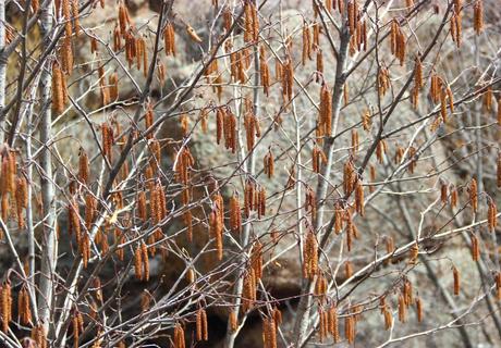 Are you an alder or a birch? Are you an alder or a birch?