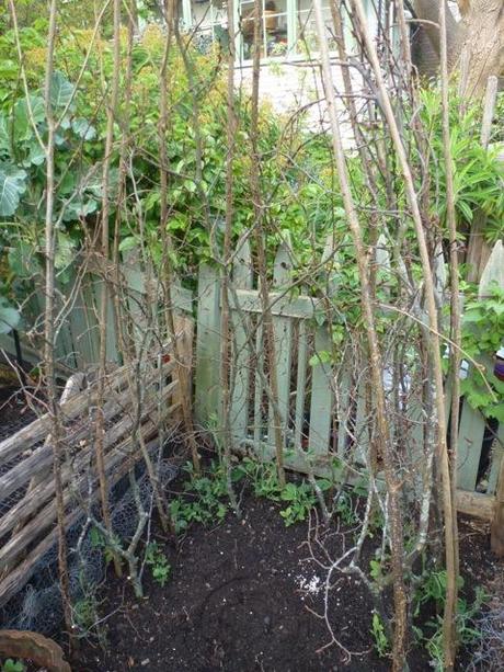 Hazel and hornbeam branches combine to offer supprt to young sweetpeas