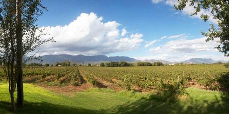 The Robertson Valley Wineyards