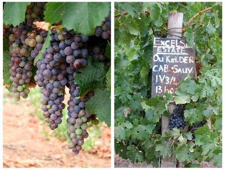 The Robertson Valley Grapes on the vine