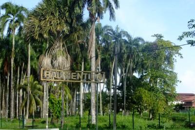 Backpacking in Suriname: Top 15 Sights in Paramaribo palmentuin paramaribo, suriname