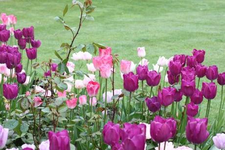 Tulips Purple Prince & Ganders's Philosophy