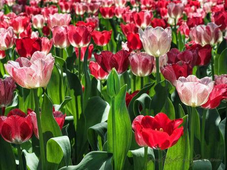 Tulipmania 2014