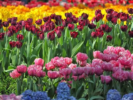 Tulipmania 2014