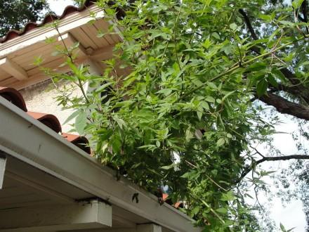 Large plant growing out of gutter Large plant growing out of gutter