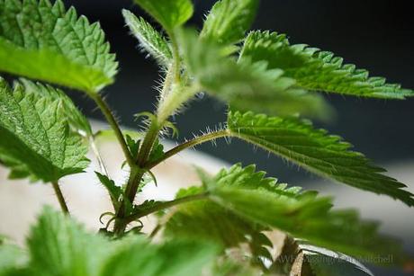 Sustainable fertilizer: Nettle tea stinging nettle urtica dioica